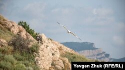 CRIMEA - - Seagull flies over Mount Asketi in Balaklava - Sevastopol, Ukraine, 20Aug2021