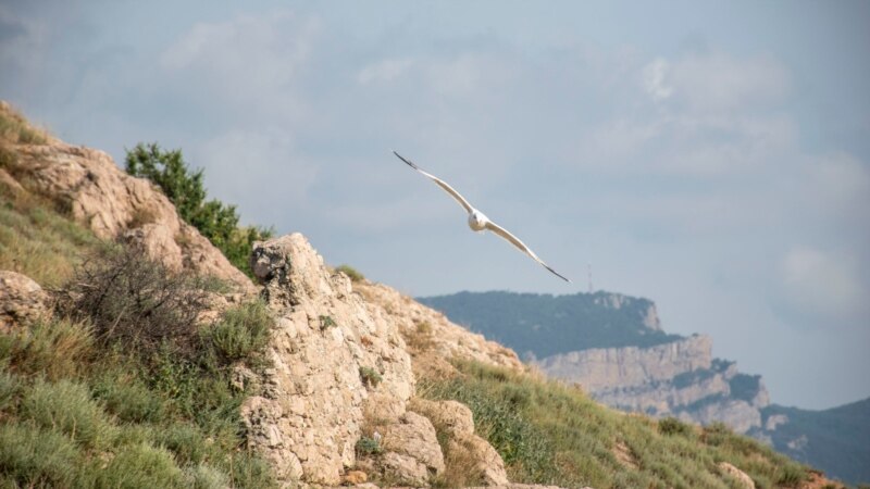 Чайка летит над горой Аскети в Балаклаве | Крымское фото дня
