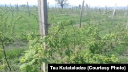 Vacanța fiscală: un proiect pentru salvarea afacerilor aflate în prag de insolvență