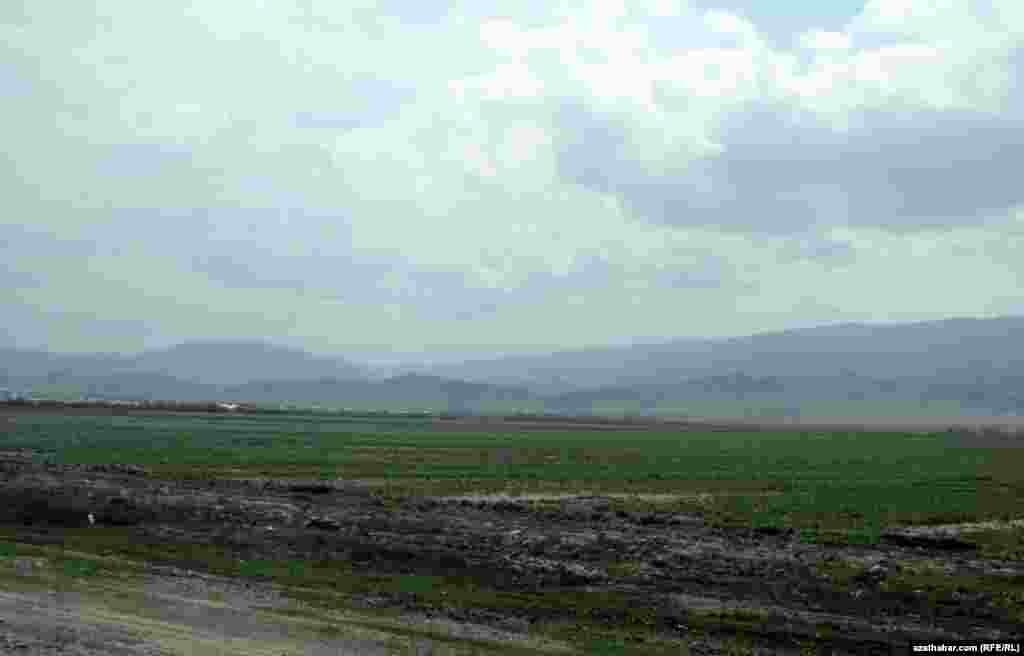 Gökdepäniň bugdaý meýdanlary.