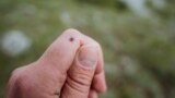 Studiile efectuate până la pandemia de COVID-19 arătau că doar 30% din căpușe sunt infectate cu borelia, care cauzează boala Lyme.