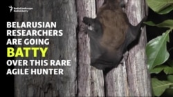 Batty In Belarus - Researching Europe's Biggest Bat