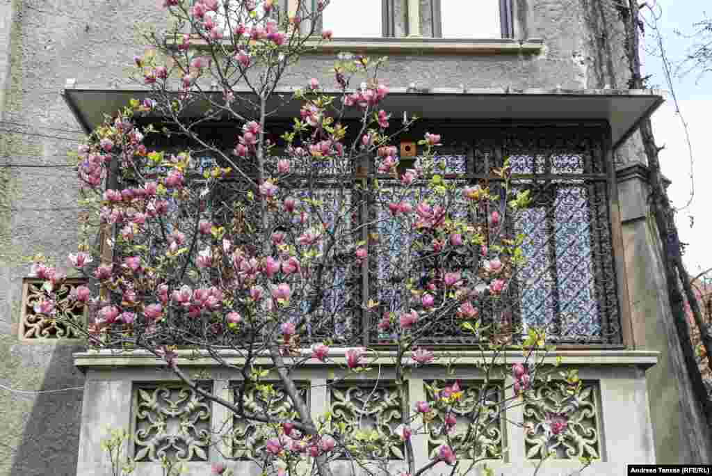 Balcon îmbrăcat cu magnolii.