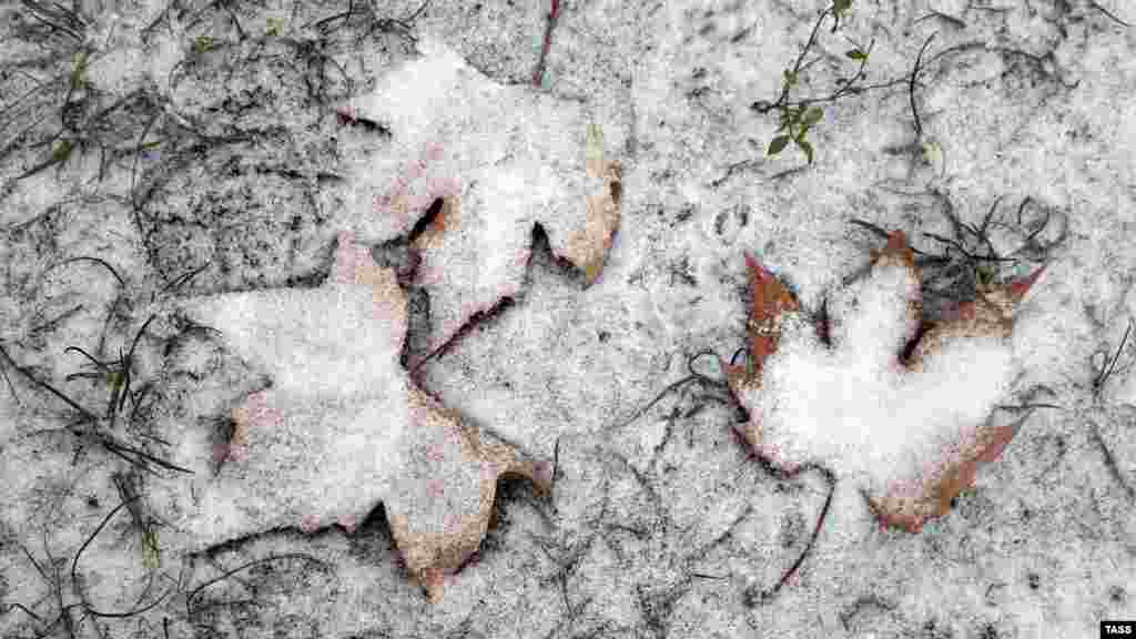 Под снегом &ndash; опавшие листья