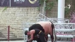 سر شاخ شدن با گاو!