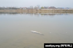 Мёртвая рыба в реке Урал. Атырау, 15 ноября, 2025 года