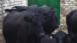 Абердин-ангуссы и швицы. На Иссык-Куле улучшают племенное поголовье коров