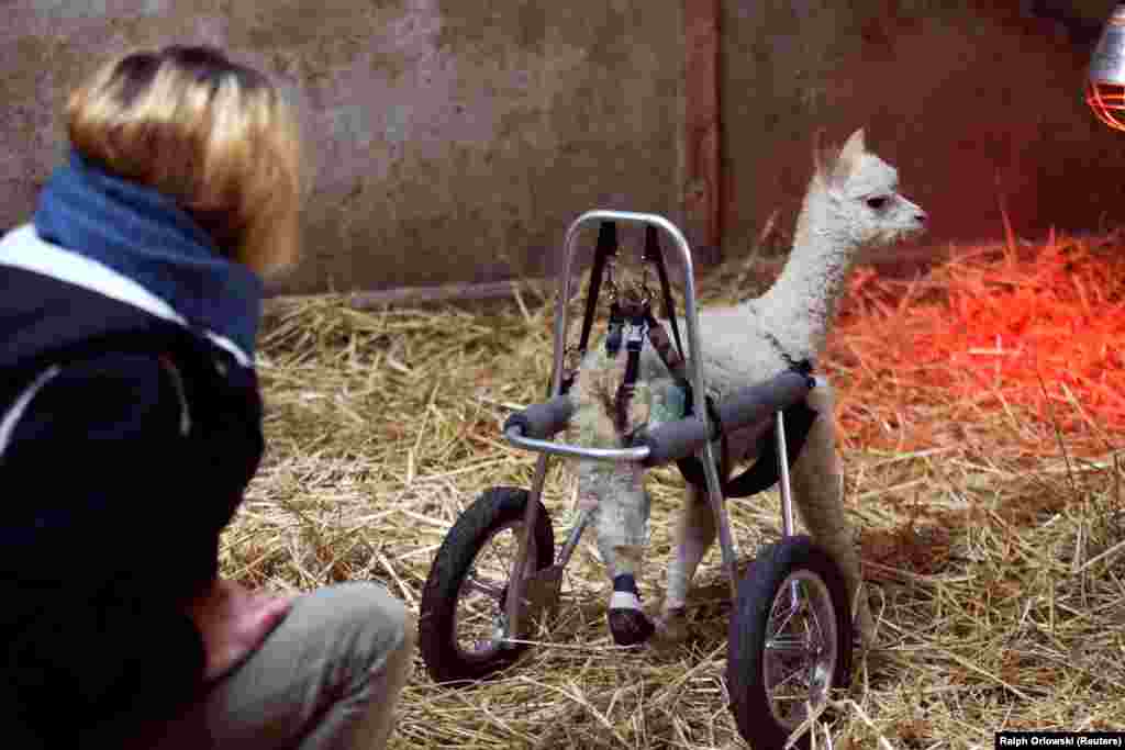 Leg amputated alpaca baby Marie Hope walks around the farm in Freisen, Germany, April 7, 2021. Picture taken April 7, 2021