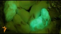 Naučnici stvorili zečeve koji svetle u mraku