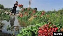 Iran: Agriculture in south of Tehran with waste water. 