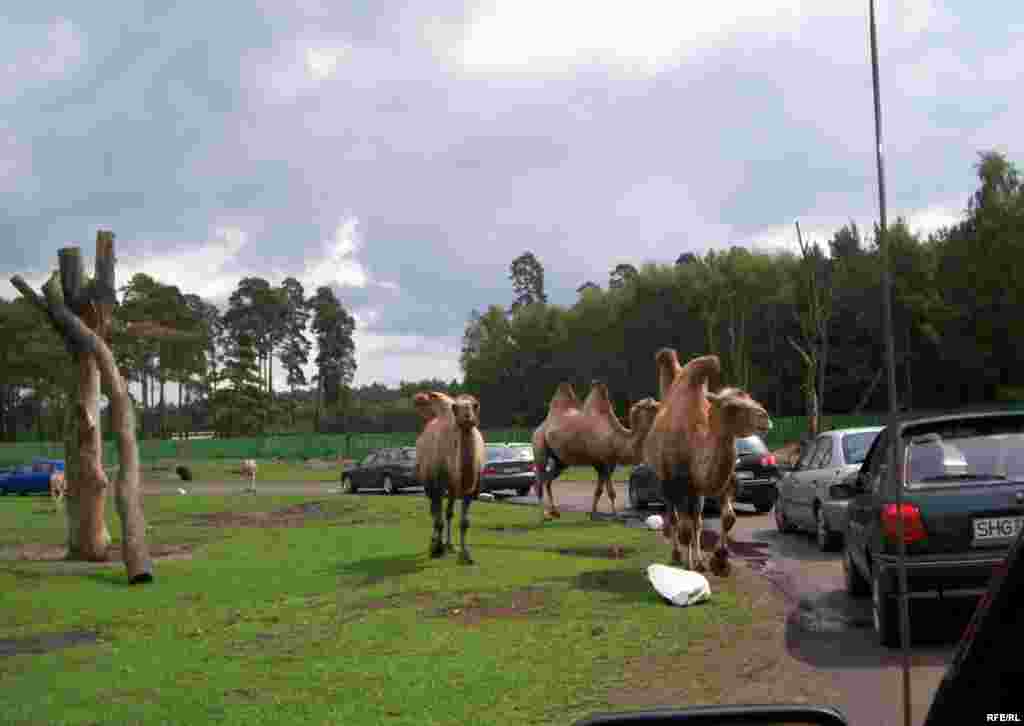 Almaniyanın Serengeti Parkı - parkın sahəsi-200 hektar ekzotik heyvanların sayı-1500 parkda səfər etmək ücün (safari) avtomobil yolunun uzunluğu-10 km