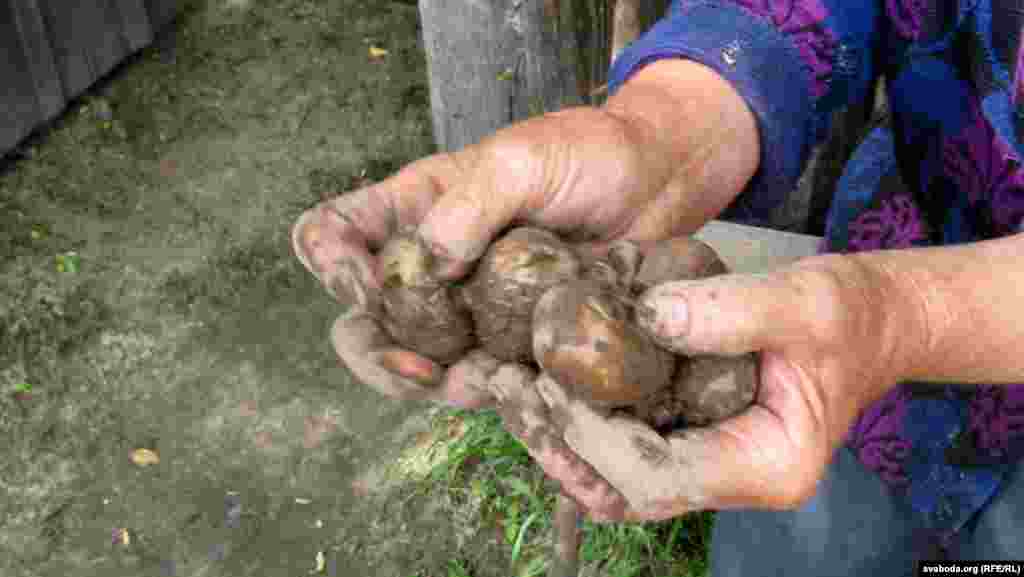 Бульба не расьце — гіне