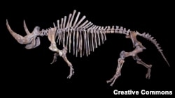 A skeleton of a woolly rhinoceros (Coelodonta antiquitatis) found in the Yamalo-Nenetsky region of Siberia