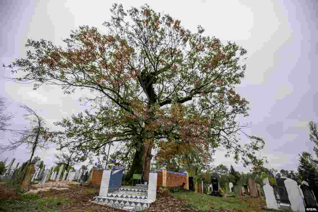 Astaranın Ərçivan kəndində ağac piri. Rəvayətə görə, Şah İsmayıl atasının düşmənindən gizlənərkən Hüseyn Lələ onu bu ağacda bir torbada asaraq gizlədir. İnsanlar o vaxtdan bu ağaca pir kimi inanır və onu ziyarət edirlər.