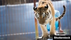 Ілюстративне фото