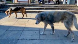 Lutalice u centru Podgorice, 12. novembar 2025.