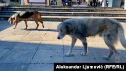 Lutalice u centru Podgorice, 12. novembar 2025.