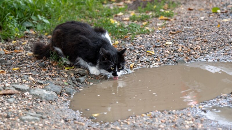 Кот лакает воду из лужи на одной из улиц симферопольского микрорайона Марьино | Крымское фото дня