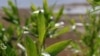 Willows and poplar are growing in abundance in areas that were under meters of water before the 2023 dam burst disaster.