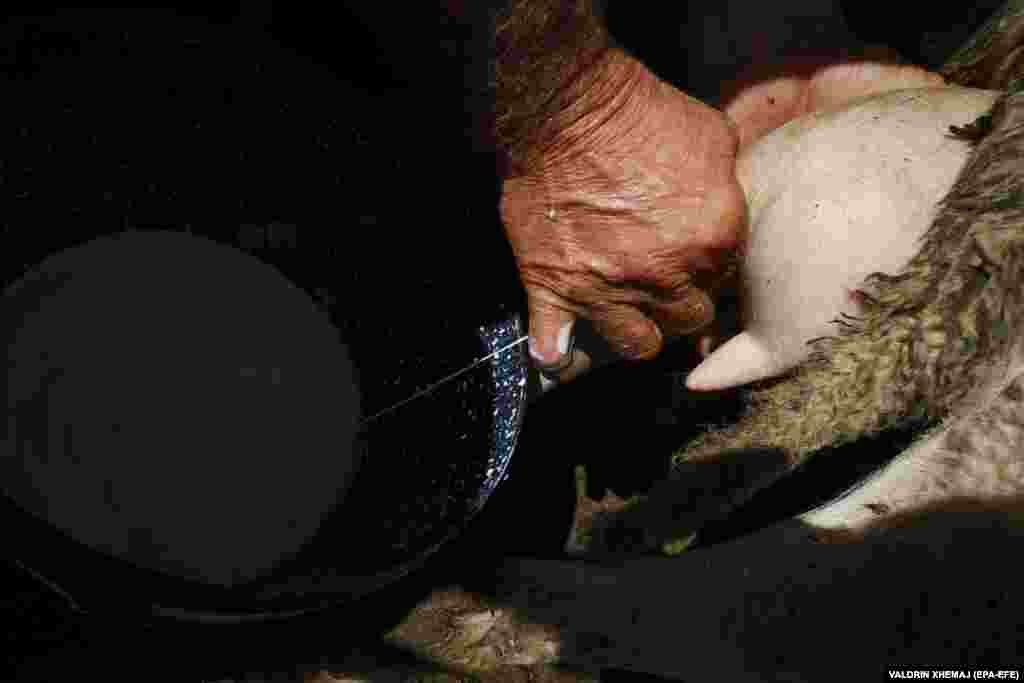 Бајрам Баље молзи една од своите овци. Традиционалните техники за производство на сирење се пренесуваат од генерација на генерација низ вековите.