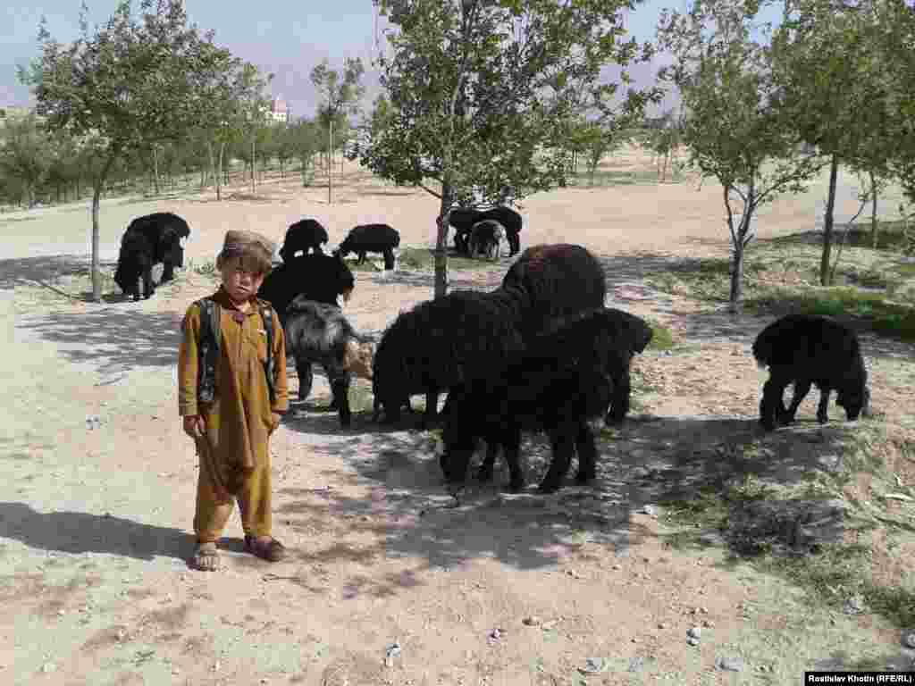 An Afghan boy herding a flock of sheep.&nbsp;