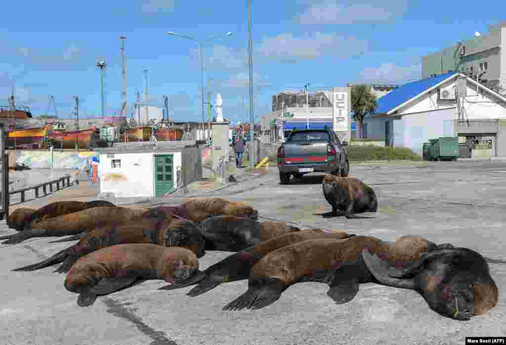 Sea lions lounge on a sun-soaked pavement in the usually bustling harbor of Mar del Plata, Argentina, on April 16.