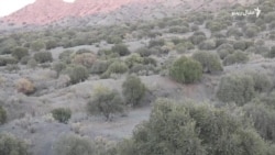 د ژوب او شېرانیو ولسونو د ځنګلونو او ژویو ساتلو هوډ کړی دی