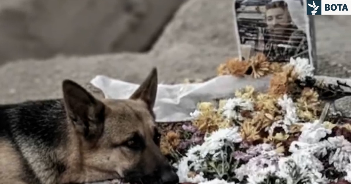  Nëse vdes   Qeni besnik i mërzitur pranë varrit të protestuesit iranian