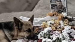 'If I Die': Loyal Dog Mourns At Iranian Protester's Graveside