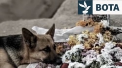 "Nëse vdes": Qeni besnik i mërzitur pranë varrit të protestuesit iranian 