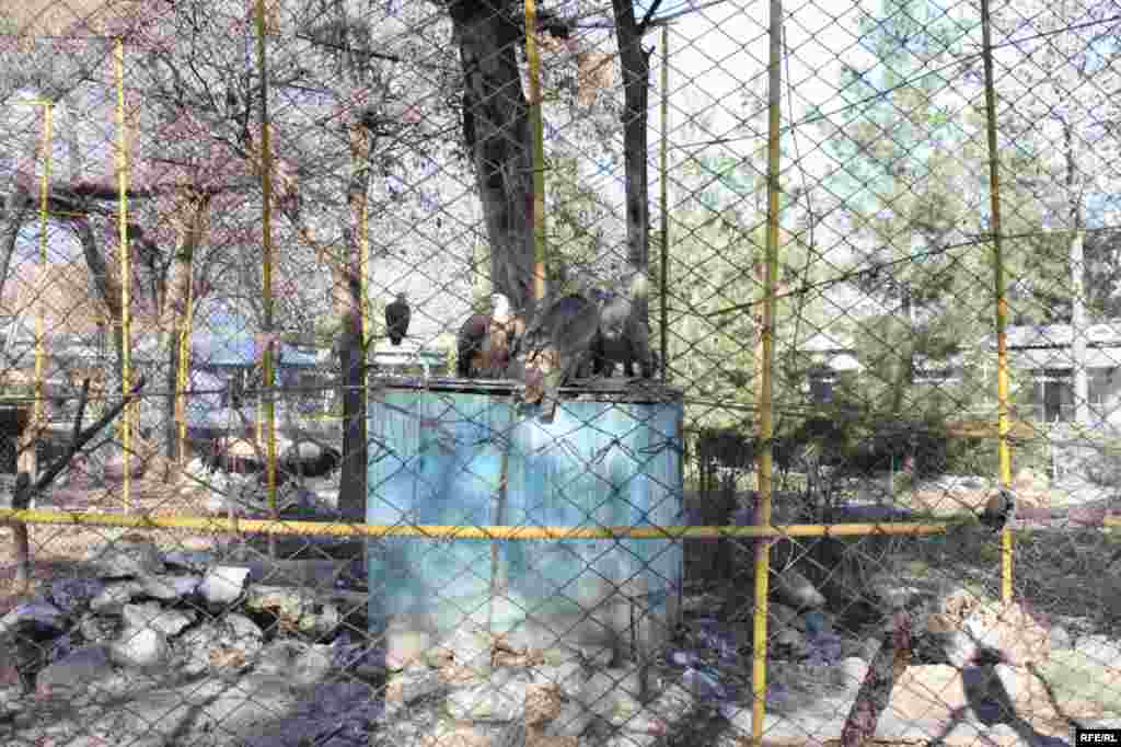 “Ошиқон”-и ҳайвонот #29