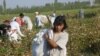 Schoolchildren and women pick cotton in Uzbekistan in late September 2011.