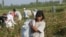 Schoolchildren and women pick cotton in Uzbekistan in late September 2011.
