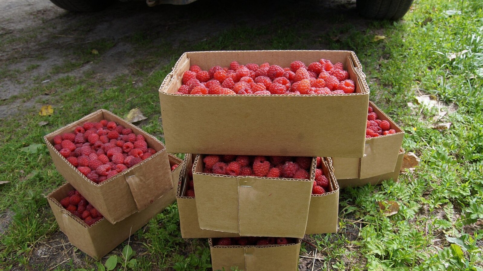 Belarus - People in villages near Homel grow raspberries for sale in Russia. Illustrations to the article. Homel region, 25Jun2018