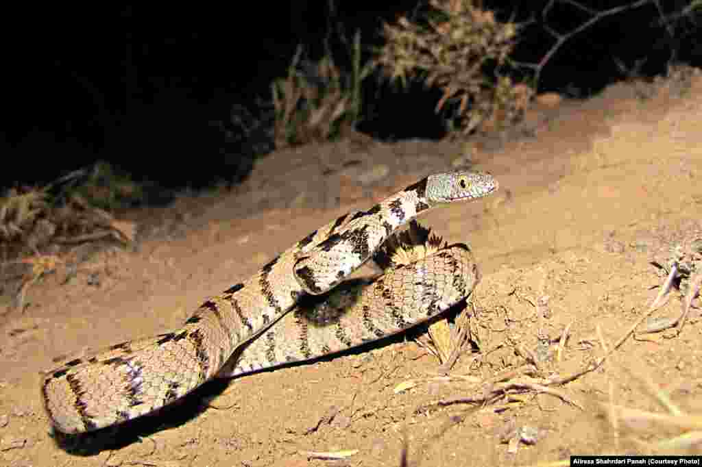  نام علمی: Telescopus fallax، نام فارسی: سوسن مار، نام انگليسی: Mediterranean Cat Snake، اندازه:&nbsp;کل طول ۷۴ سانتيمتر، زيستگاه: اين مار در مناطق کوهستانی، خشک و بيابانی زندگی می کند،&nbsp;پراکندگی در ايران: استان های مرکزی، تهران، البرز، اصفهان، سمنان، آذربايجان شرقی، آذربايجان غربی، &zwnj;اردبيل، همدان، سيستان و بلوچستان، &zwnj;زنجان، قزوين و قم، این مار نیمه سمی است 