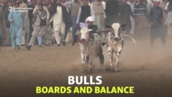 Pakistan's Bull-Racing Boy Wins New Fan