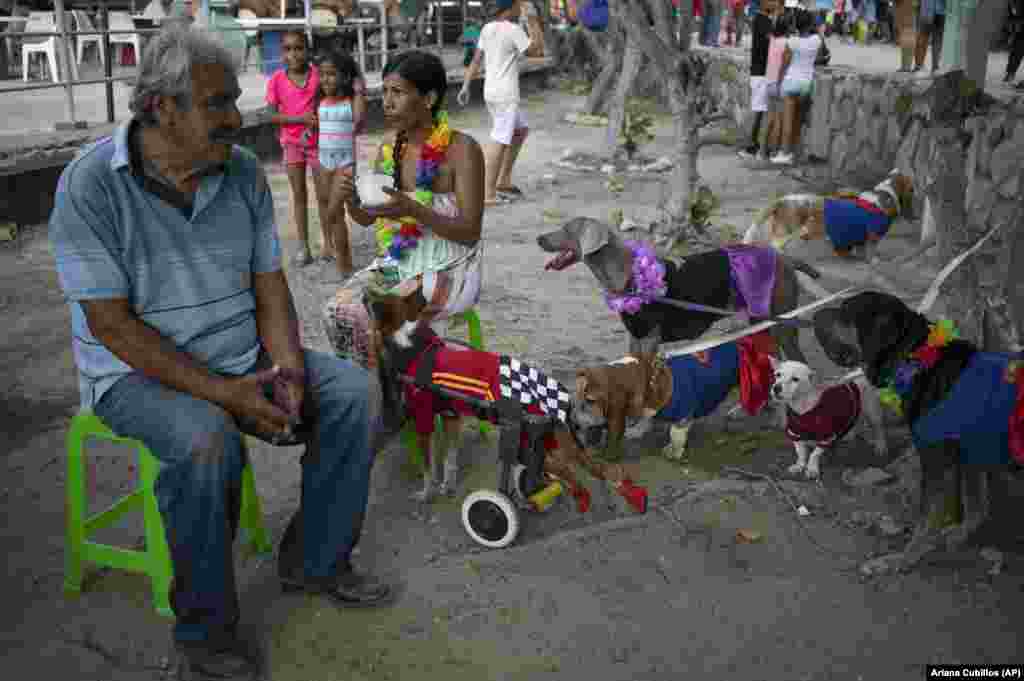 Dogs rescued from the streets by the government-run Mission Nevado are tended to by a volunteer at the beach during Carnival in La Guaira, Venezuela. (AP/Ariana Cubillos)