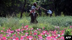 An Afghan farmer works in a poppy field on the outskirts of Kandahar. (file photo)