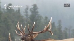 Повик од дивината: Светски шампионат во имитирање на елени