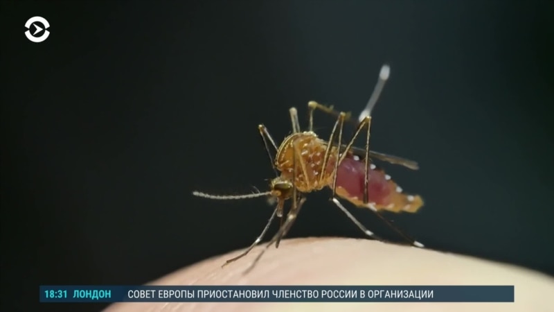Детали: как спастись от комаров при помощи одежды