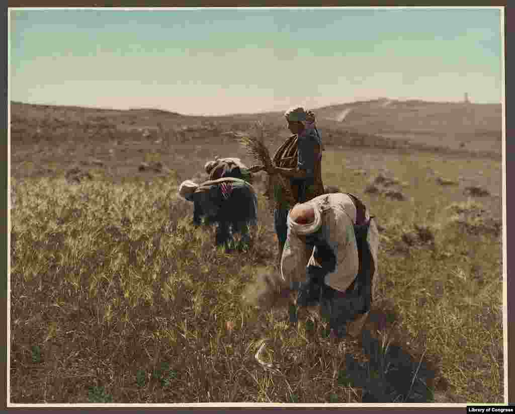 Harvesting barley. Agriculture is still the mainstay of the economy in the West Bank. Israel has a highly developed industrial base.