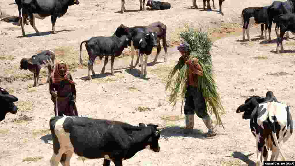 &nbsp;هامون صابری(شاپوری) یکی از بخش&zwnj;های دریاچه هامون در سیستان و بلوچستان