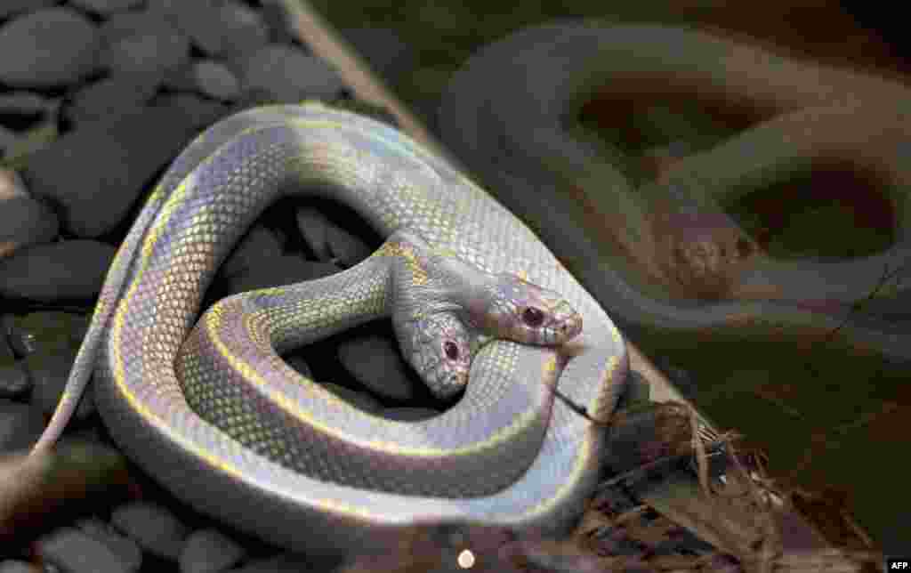 A rare two-headed albino California kingsnake is displayed at the Moscow Zoo. According to zoo officials, the occurrence of two-headed snakes are one in a million and they usually don&rsquo;t survive in the wild. (AFP/Katya Abramkina)