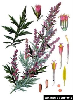 Чарнобыль (Artemisia vulgaris). Köhler’s Medizinal-Pflanzen, 1887