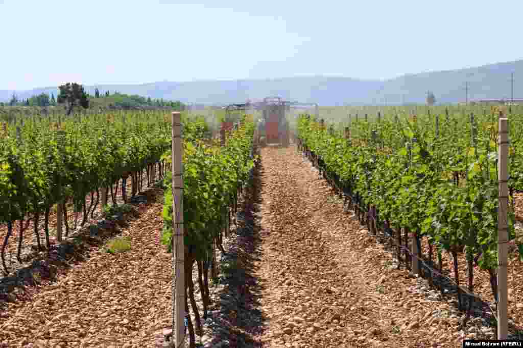Vinova loza na jednoj plantaži kod Mostara