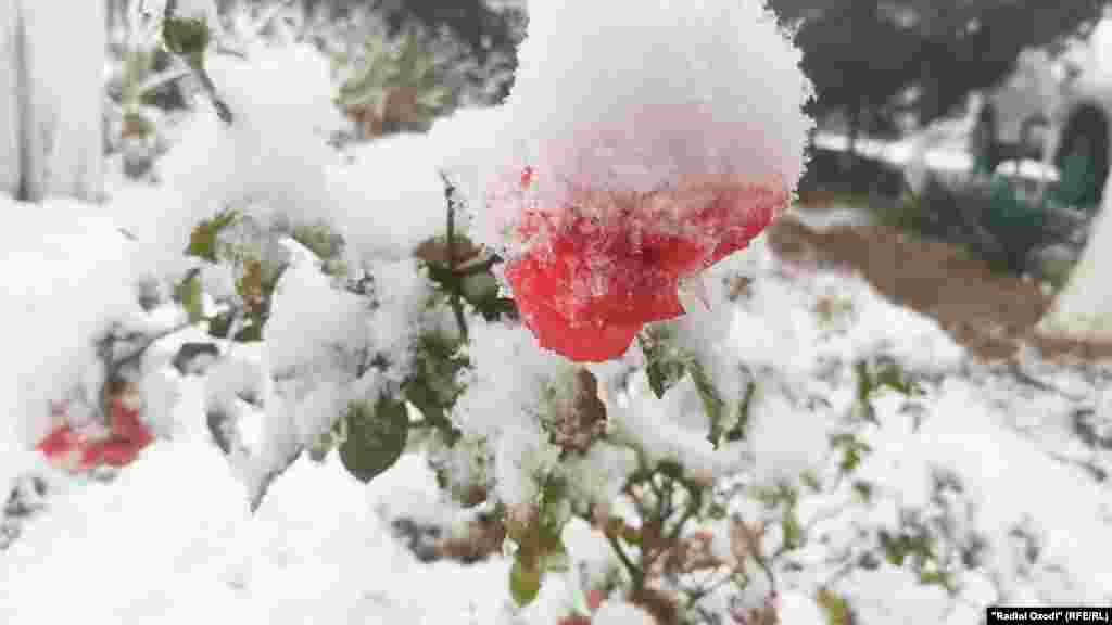 Барфи аввал дар шаҳри Бохтар, 8 декабри соли 2020