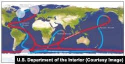 Схематичное изображение глобального океанического конвейера