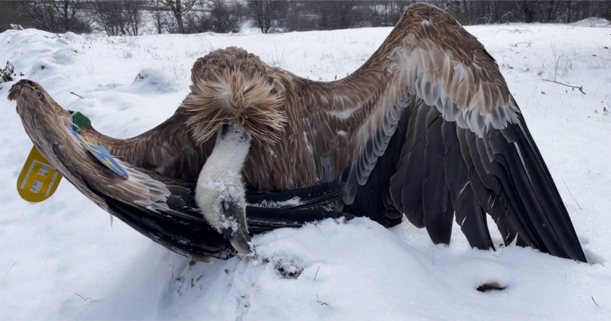 Това са седем защитени птици. Всяка от тях има име