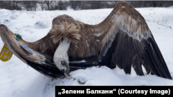 Отровен белоглав лешояд край село Тича, община Котел. Снимка: „Зелени Балкани“