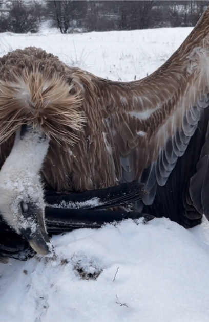 Това са седем защитени птици Всяка от тях има име